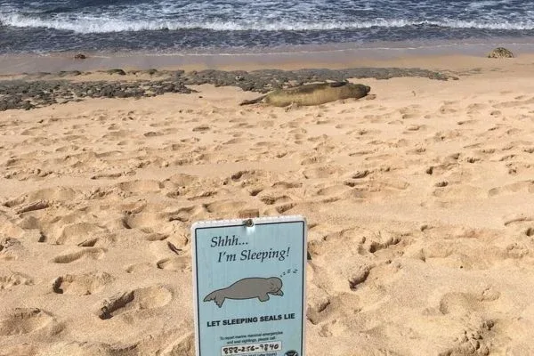 A Hawaiian monk seal resting on the sand at Sunset Beach Park, with a sign asking visitors to let sleeping seals lie.