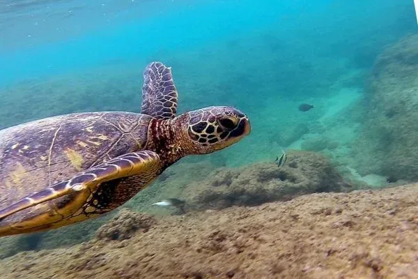 An underwater shot of a sea turtle swimming gracefully near the ocean floor, surrounded by rocks and marine life.