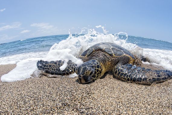 Hawaiian Green Sea Turtle spotting with the option to snorkel